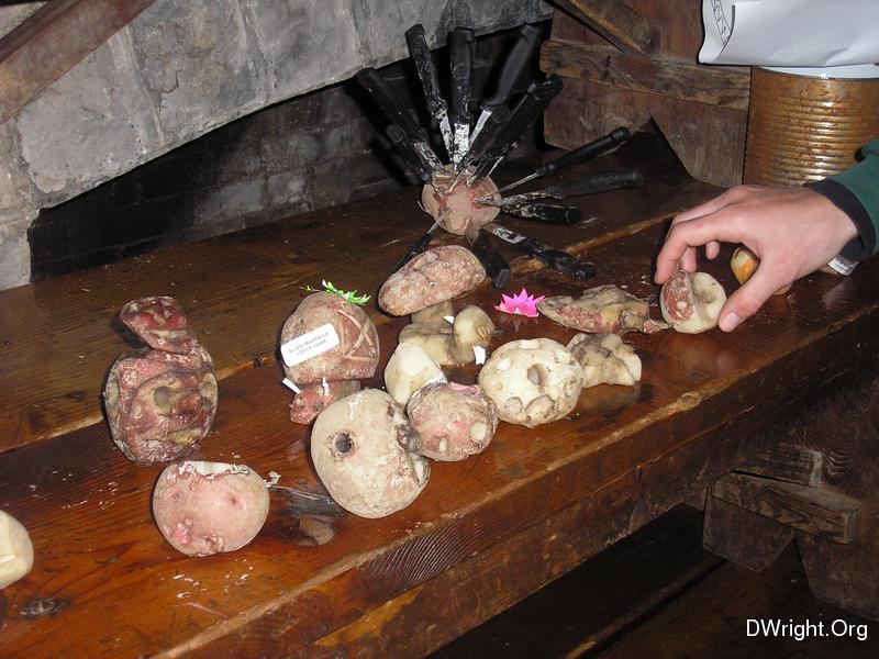 Potato carvings